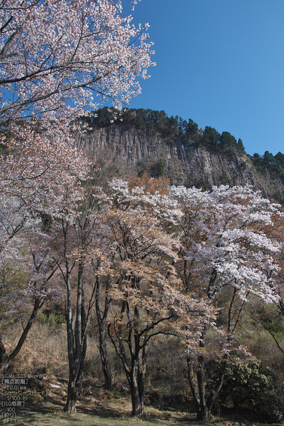 屏風岩公園の桜(SD1m)_2013yaotomi_26s.jpg