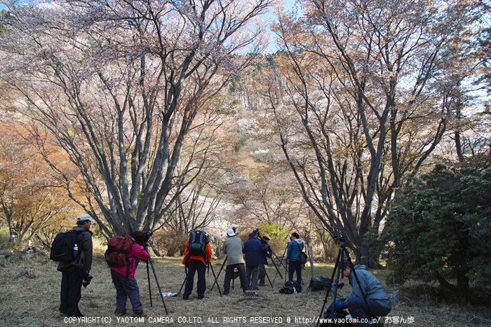 http://www.yaotomi.co.jp/blog/walk/%E5%B1%8F%E9%A2%A8%E5%B2%A9%E5%85%AC%E5%9C%92%E3%81%AE%E6%A1%9C%28SD1m%29_2013yaotomi_28ss.jpg