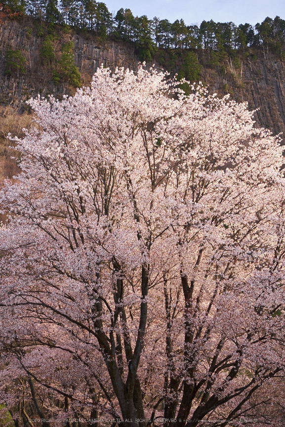 屏風岩公苑,桜(P1050331,30 mm,F5,DMC-GX7)2015yaotomi.jpg