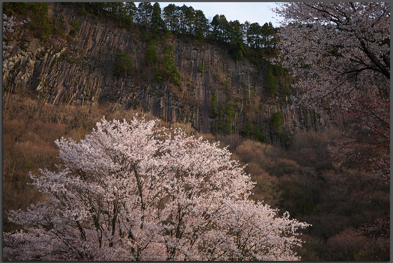 http://www.yaotomi.co.jp/blog/walk/%E5%B1%8F%E9%A2%A8%E5%B2%A9%E5%85%AC%E8%8B%91%2C%E6%A1%9C%28P1050347%2C30-mm%2CF2.8%2CDMC-GX7t%292015yaotomi.jpg