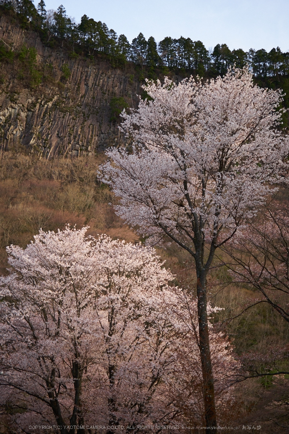 屏風岩公苑,桜(P1050351,30 mm,F2.8,DMC-GX7)2015yaotomi.jpg