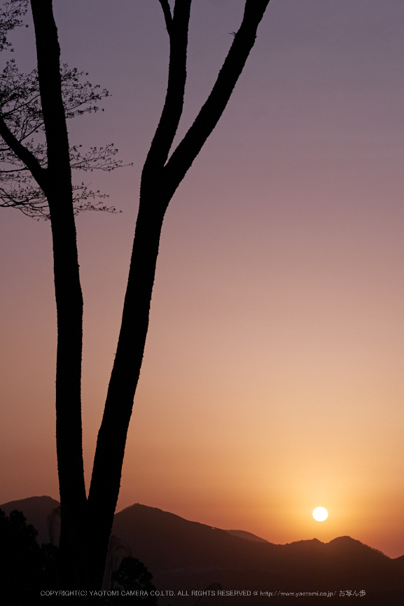 屏風岩公苑,桜(P9710438,43 mm,F6.3,DMC-GM5)2015yaotomi.jpg
