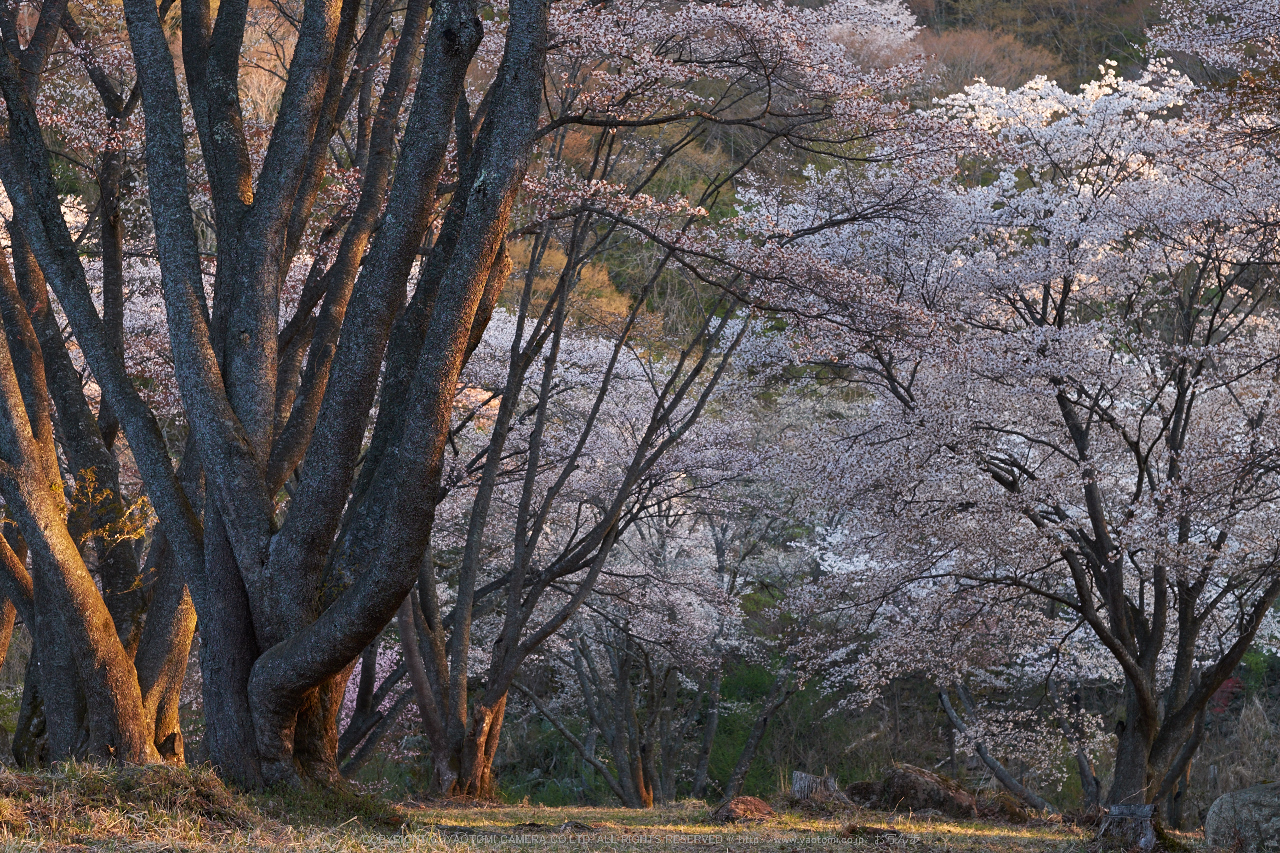 http://www.yaotomi.co.jp/blog/walk/%E5%B1%8F%E9%A2%A8%E5%B2%A9%E5%85%AC%E8%8B%91%E3%83%BB%E6%A1%9C%28DSCF5528%2CF6.4%2C56mm%2Ciso200%292014yaotomi_.jpg