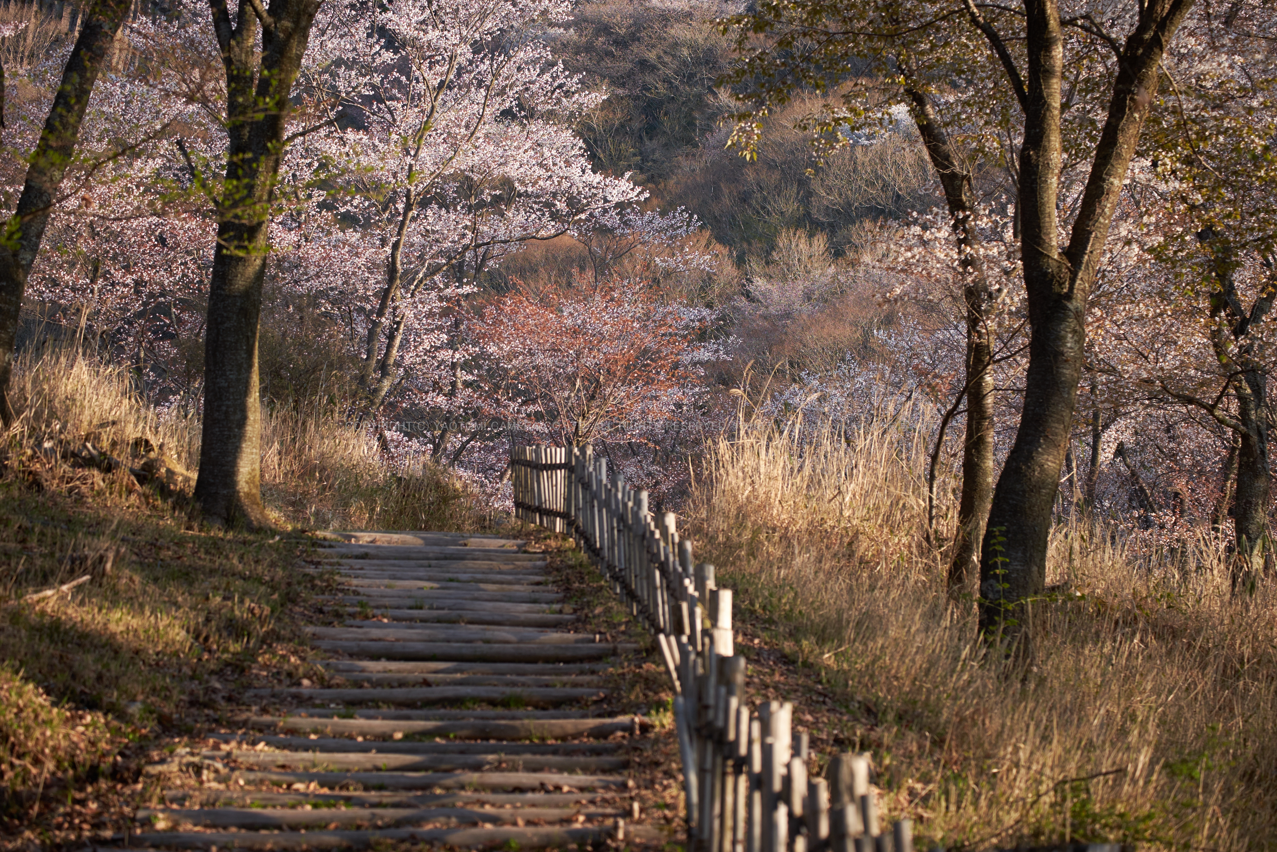 http://www.yaotomi.co.jp/blog/walk/%E5%B1%8F%E9%A2%A8%E5%B2%A9%E5%85%AC%E8%8B%91%E3%83%BB%E6%A1%9C%28DSCF5580%2CF3.5%2C57.8mm%2CFULL%292014yaotomi_.jpg