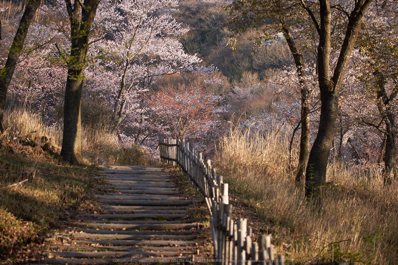 http://www.yaotomi.co.jp/blog/walk/%E5%B1%8F%E9%A2%A8%E5%B2%A9%E5%85%AC%E8%8B%91%E3%83%BB%E6%A1%9C%28DSCF5580%2CF3.5%2C57.8mm%2Ciso200%292014yaotomi_.jpg