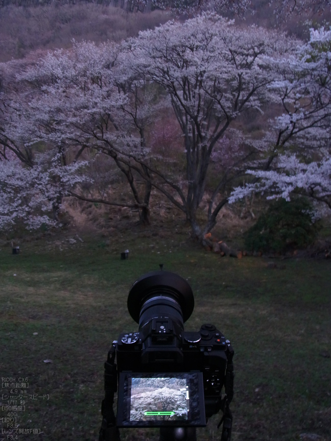 屏風岩公苑_桜_CX6_yaotomi_20.jpg