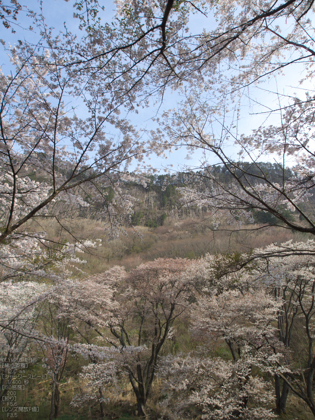 屏風岩公苑_桜_OM-D_yaotomi_17.jpg