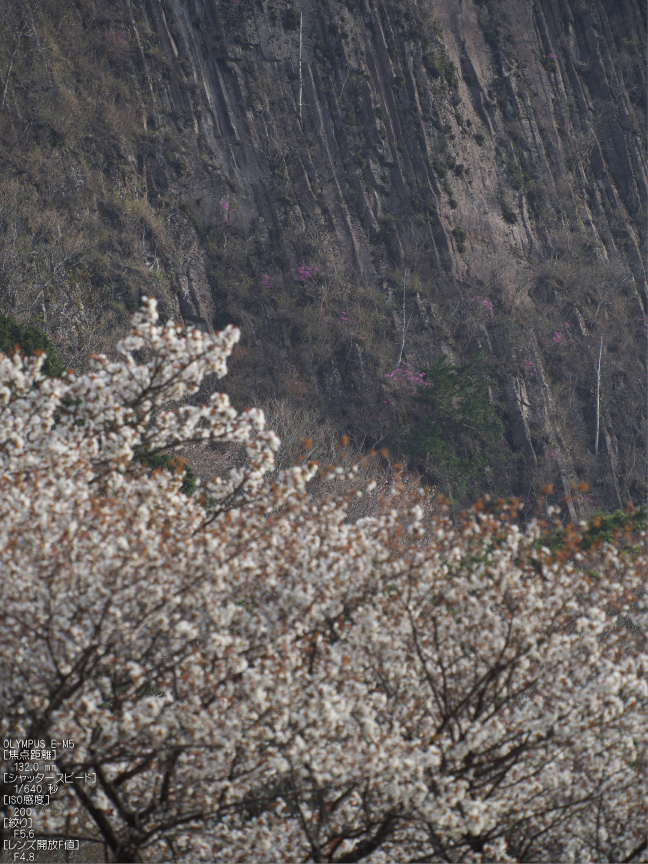 屏風岩公苑_桜_OM-D_yaotomi_18.jpg