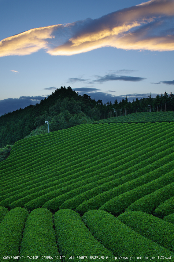 山添村,お茶畑(K70_1045G,18 mm,F8,iso100)2016yaotomi.jpg