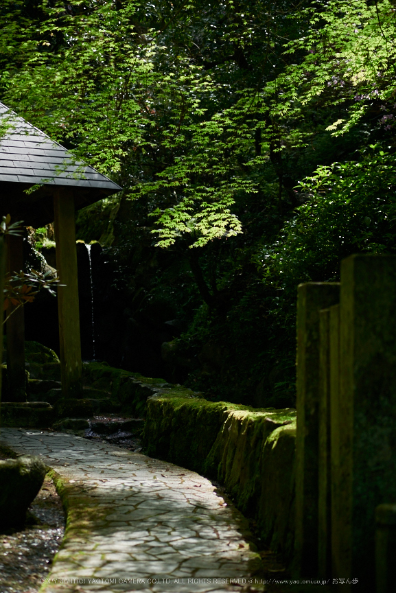 岡寺,シャガ,石楠花(P9710551,43 mm,F1.7,DMC-GM5)2015yaotomi.jpg