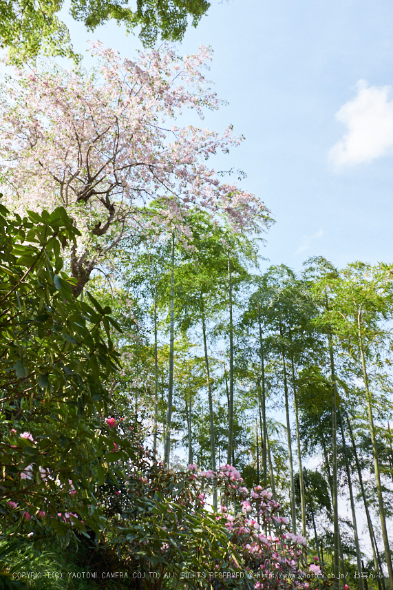 岡寺,石楠花_PRO21930,2017yaotomi.jpg