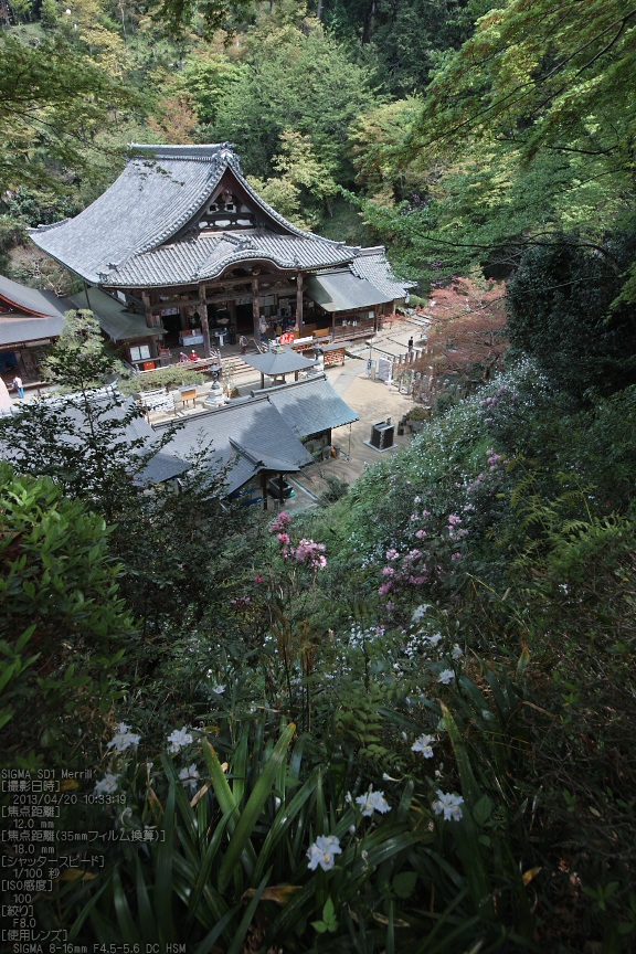 岡寺の石楠花_2013yaotomi_30s.jpg