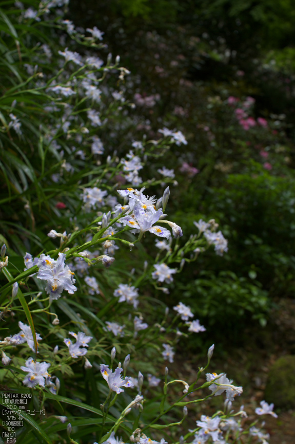 岡寺_しゃくなげ_2012_K20D_yaotomi_11.jpg