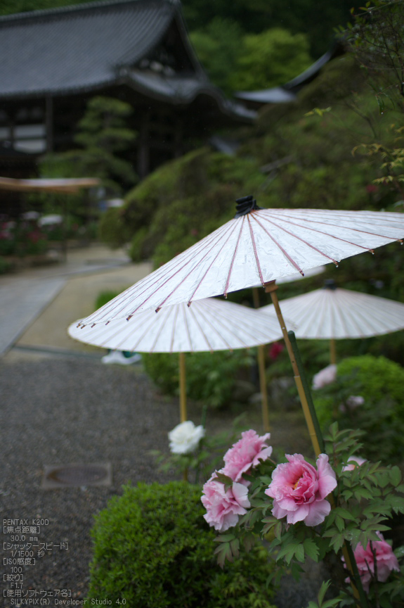 岡寺_しゃくなげ_2012_K20D_yaotomi_17.jpg