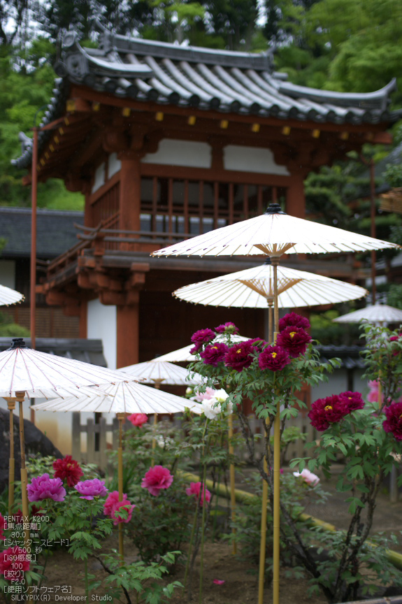 岡寺_しゃくなげ_2012_K20D_yaotomi_20.jpg