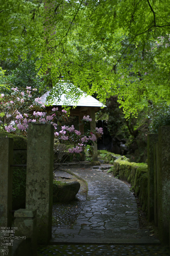 岡寺_しゃくなげ_2012_K20D_yaotomi_8.jpg