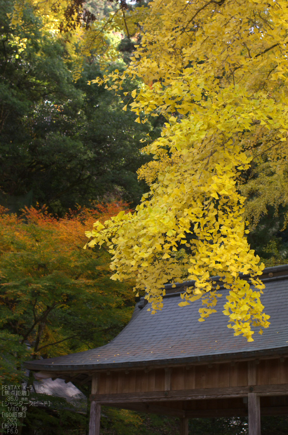 岩戸落葉神社_紅葉2012_yaotomi_10s.jpg