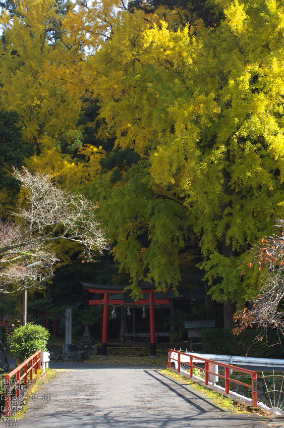 岩戸落葉神社_紅葉2012_yaotomi_2s.jpg