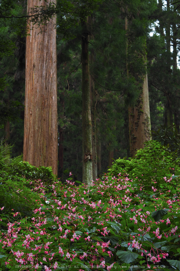 岩湧寺,秋海棠(P9030239,45 mm,F6.3,iso200)2015yaotomi_ 1.jpg