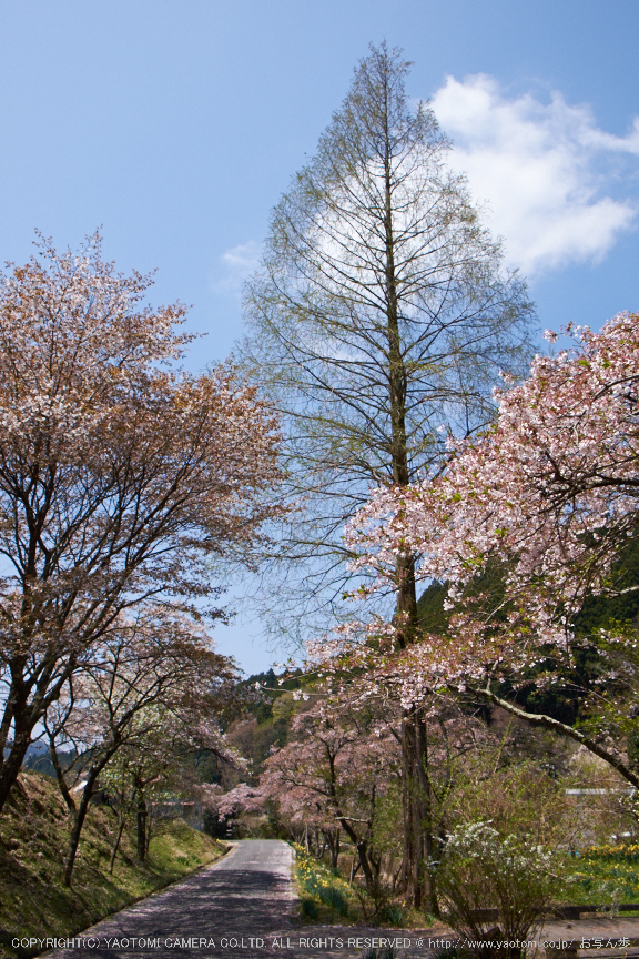 岩端・桜(DSCF5367,F7.1,18mm)2014yaotomi_ (1) .jpg