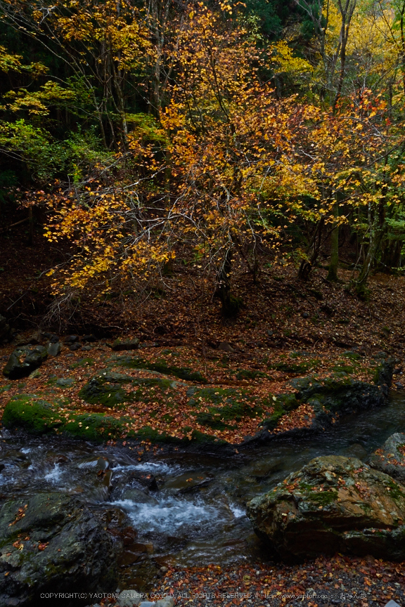 峰定寺,紅葉(PB050382,12mm,F11,EM1)2014yaotomi.jpg