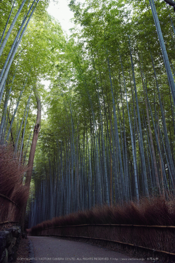 嵯峨野,竹林の小径(DP1Q0027,F7.1,dp1Q)2014yaotomi_.jpg