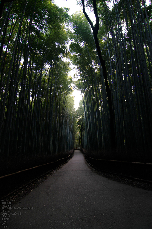 嵯峨野竹林_11月_2011_3.jpg