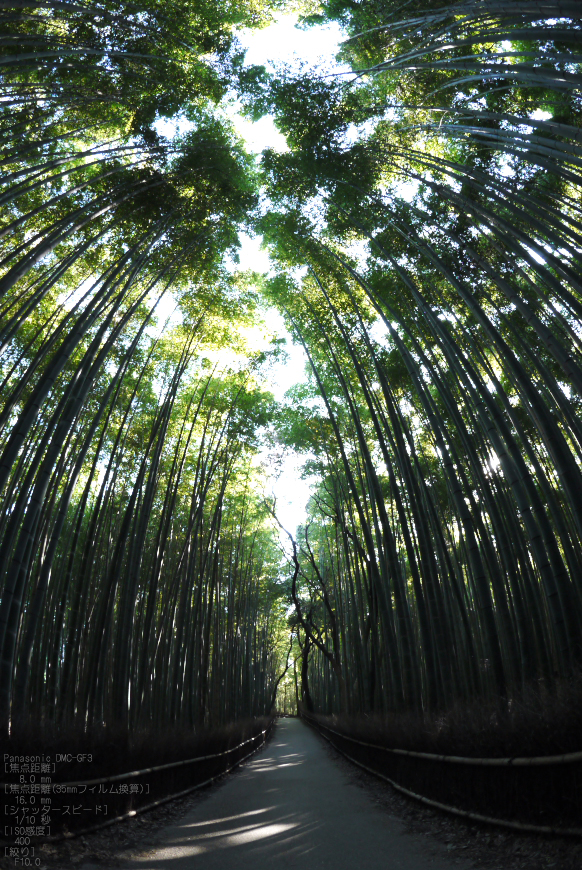 嵯峨野_竹林_201109_8.jpg