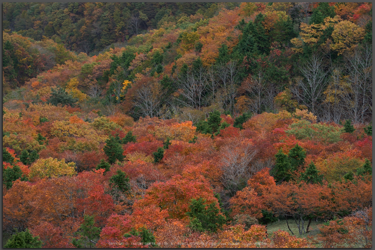 http://www.yaotomi.co.jp/blog/walk/%E5%B7%9D%E4%B8%8A%E6%9D%91%2C%E7%B4%85%E8%91%89%28PK1_2483%2C115-mm%2CF5%292016yaotomi_T.jpg