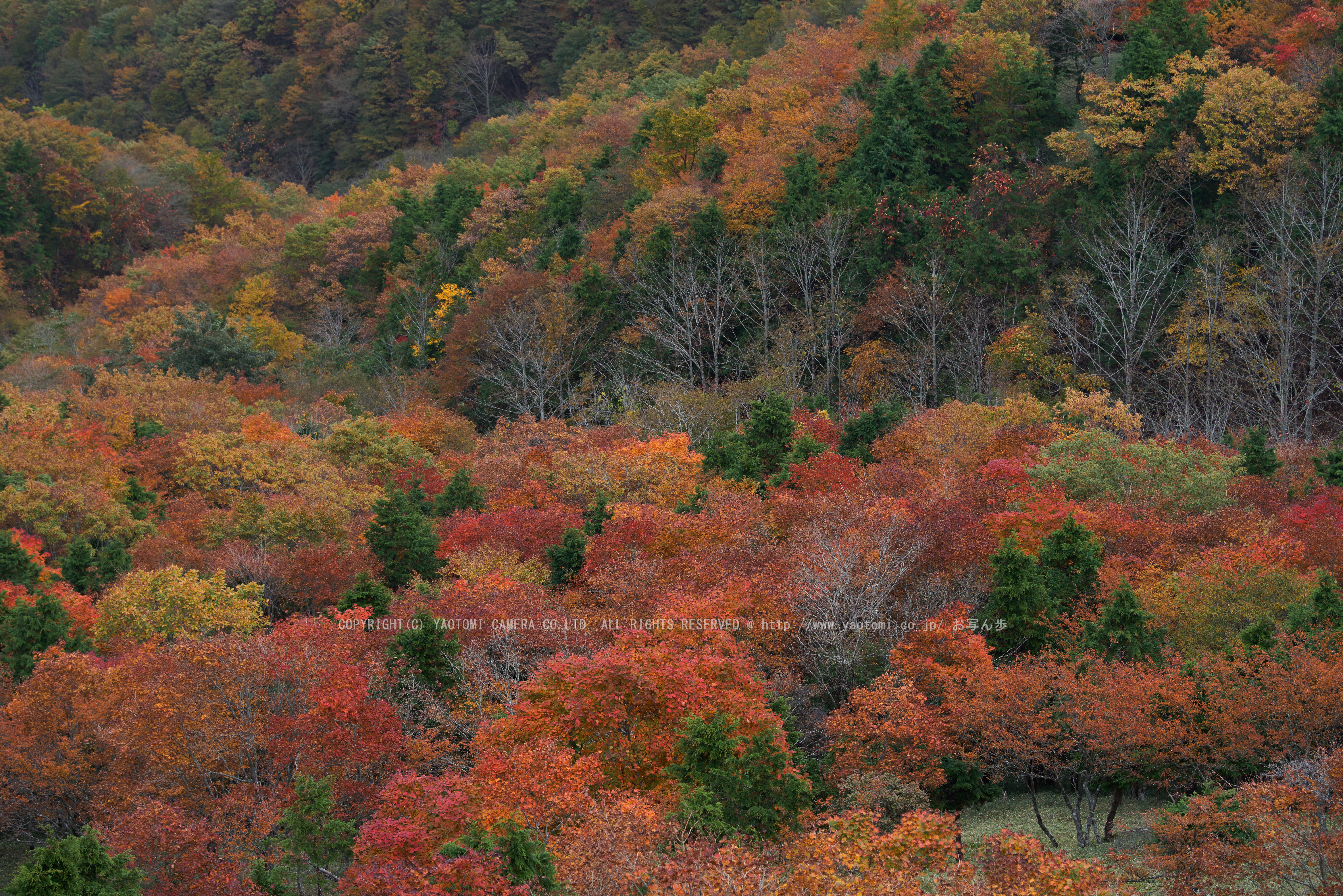 http://www.yaotomi.co.jp/blog/walk/%E5%B7%9D%E4%B8%8A%E6%9D%91%2C%E7%B4%85%E8%91%89%28PK1_2483_F%2C115%20mm%2CF5%292016yaotomi.jpg