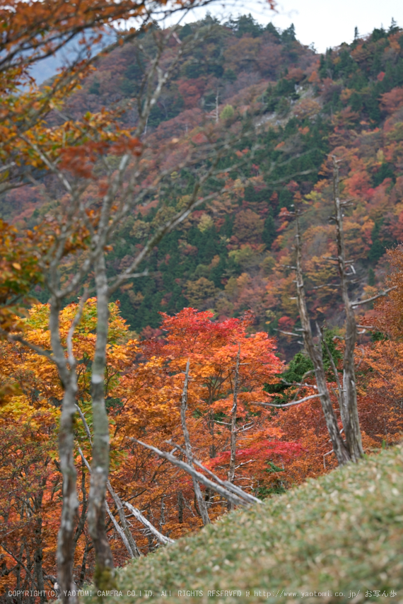 川上村,紅葉(PK1_2529,160 mm,F5)2016yaotomi.jpg