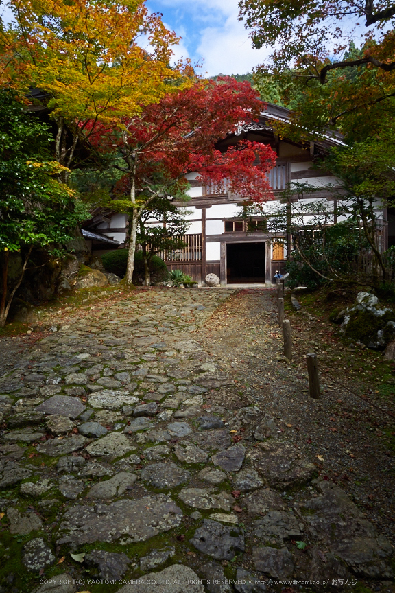 常照皇寺,紅葉(PB050285,12mm,F6.3,EM1)2014yaotomi.jpg