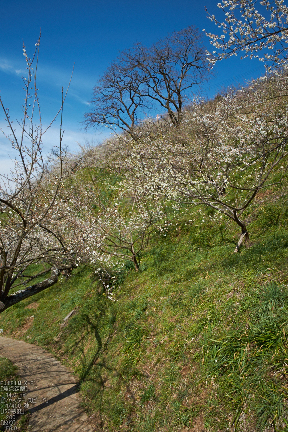 広橋梅林_梅_yaotomi2013_6s.jpg