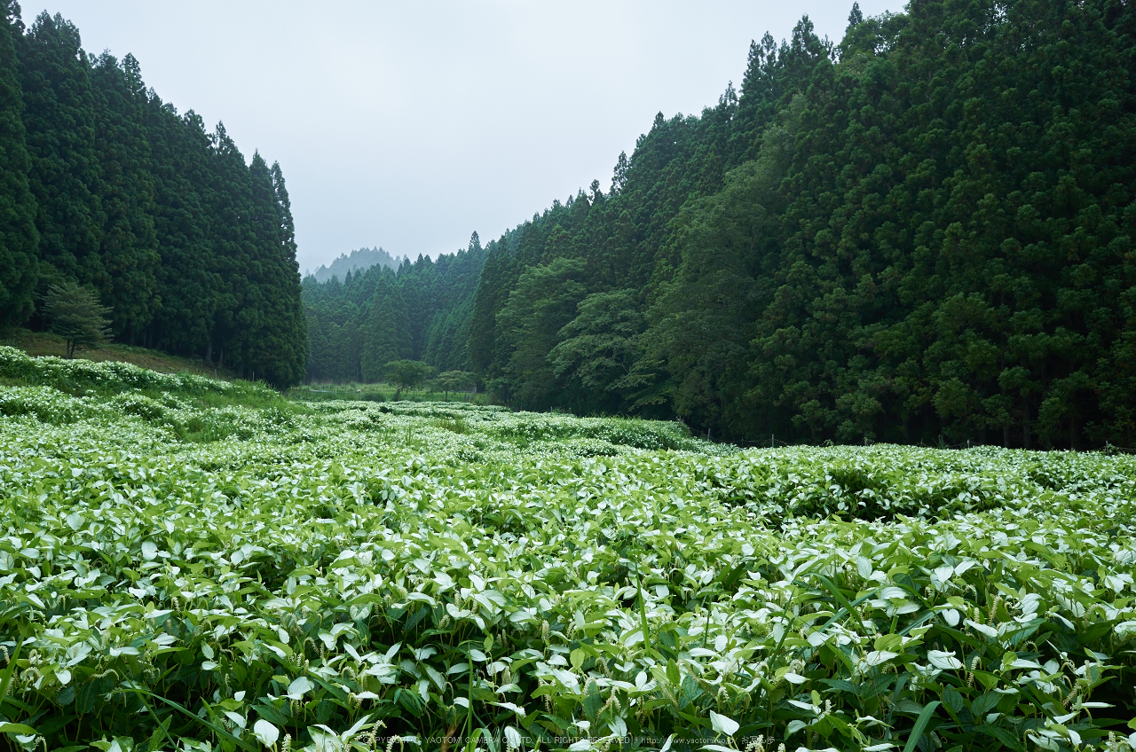 http://www.yaotomi.co.jp/blog/walk/%E5%BE%A1%E6%9D%96%2C%E5%8D%8A%E5%A4%8F%E7%94%9F%28GR021814%2CF7.1%292015yaotomi_.jpg