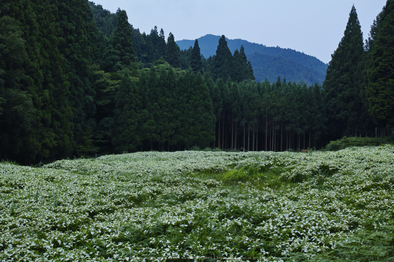 http://www.yaotomi.co.jp/blog/walk/%E5%BE%A1%E6%9D%96%2C%E5%8D%8A%E5%A4%8F%E7%94%9F%28SDIM0522%2CF4%2Cdp2%292014yaotomi_.jpg