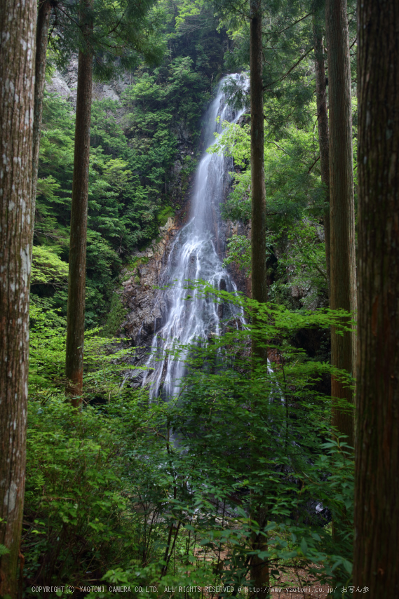 御船の滝,夏(5DS_7047,27 mm,F4)2015yaotomi_.jpg