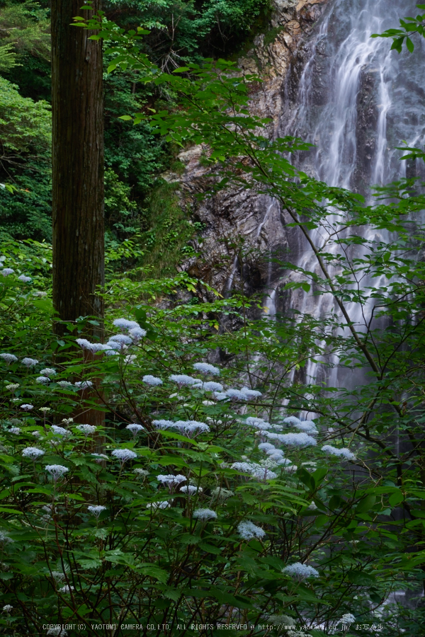 御船の滝,小紫陽花(PEM10152,32 mm,F16)2015yaotomi_.jpg