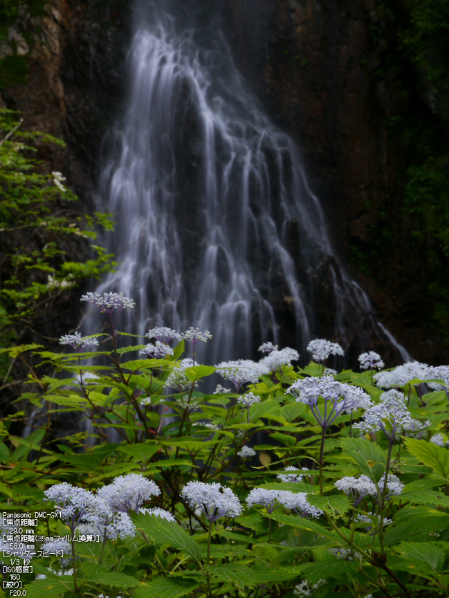 御船の滝_コアジサイ_12-35_yaotomi_お写ん歩_5.jpg