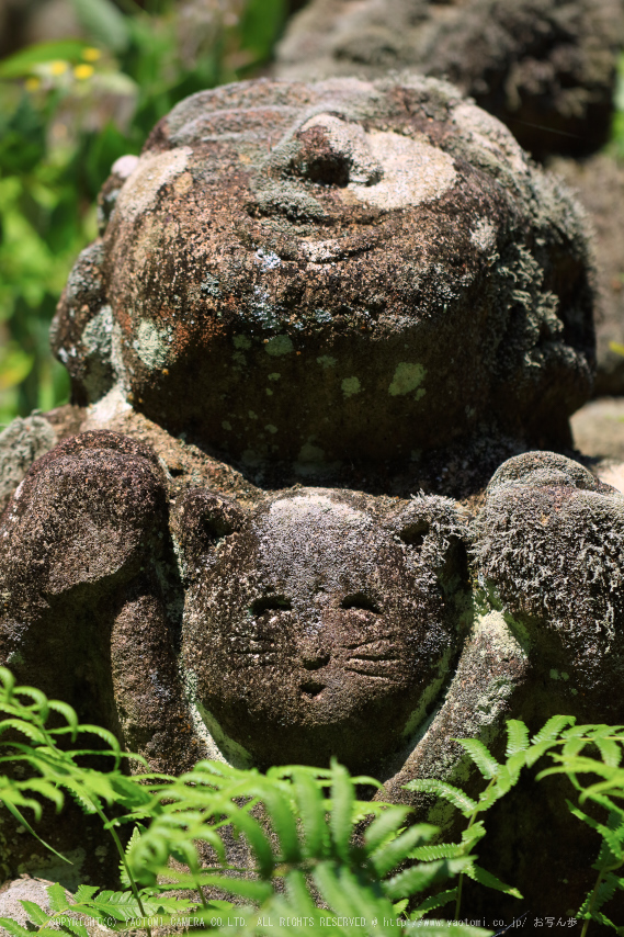 愛宕念仏寺,新緑(IMG_0415,100 mm,F2.8)2015yaotomi_.jpg