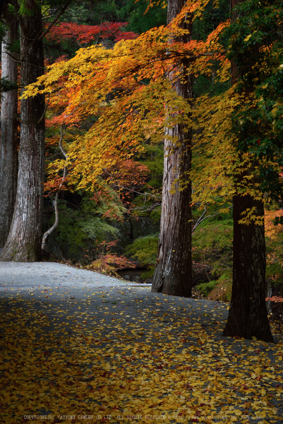 投石の滝,紅葉(DSC_1344,55mm,F5.6,D750)2014yaotomi.jpg