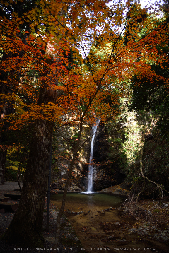 投石の滝,紅葉(DSC_1353,24mm,F4,D750)2014yaotomi.jpg