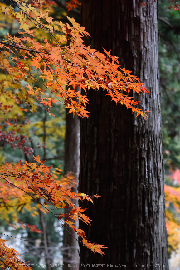 投石の滝,紅葉(DSC_1372,120mm,F6.3,D750)2014yaotomi.jpg