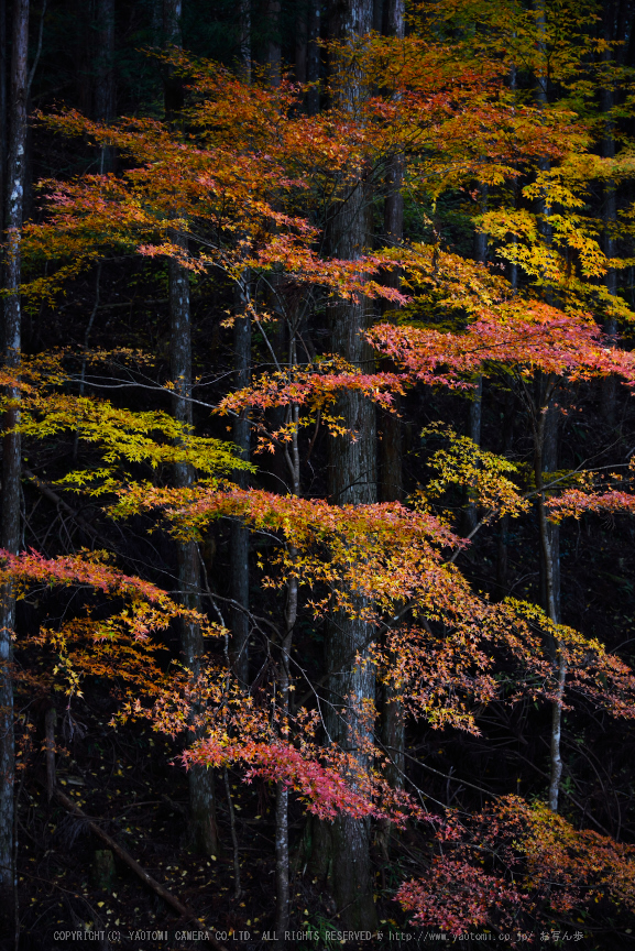 投石の滝,紅葉(DSC_1377,52mm,F4.5,D750)2014yaotomi.jpg