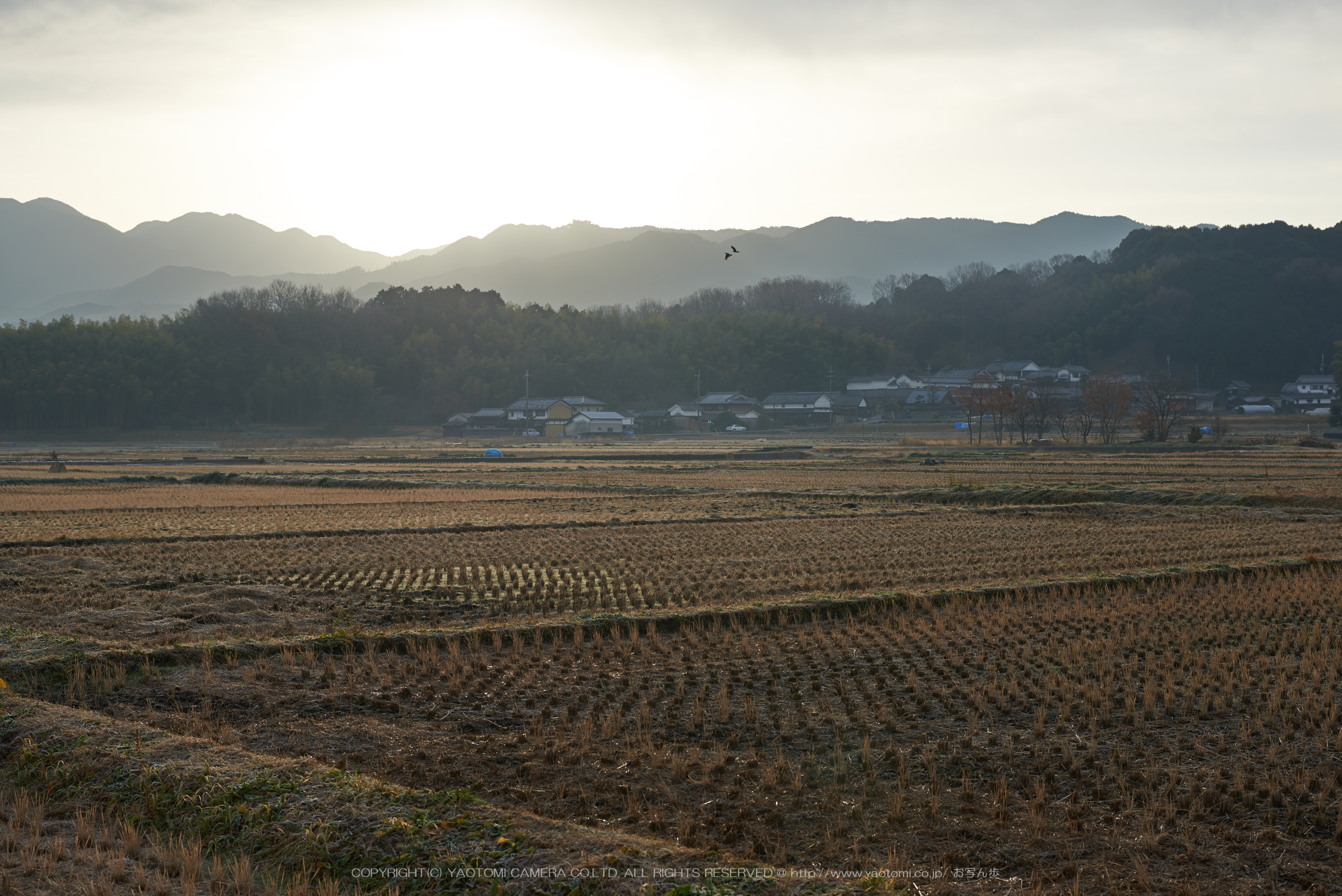 http://www.yaotomi.co.jp/blog/walk/%E6%98%8E%E6%97%A5%E9%A6%99%2820140104%29_DSC_6294Cap%28F7.1%2Ciso100%2CAF-S%2CNIKKOR58%2C1%2C4G%2CD800E%2CFULL%292014yaotomi.jpg