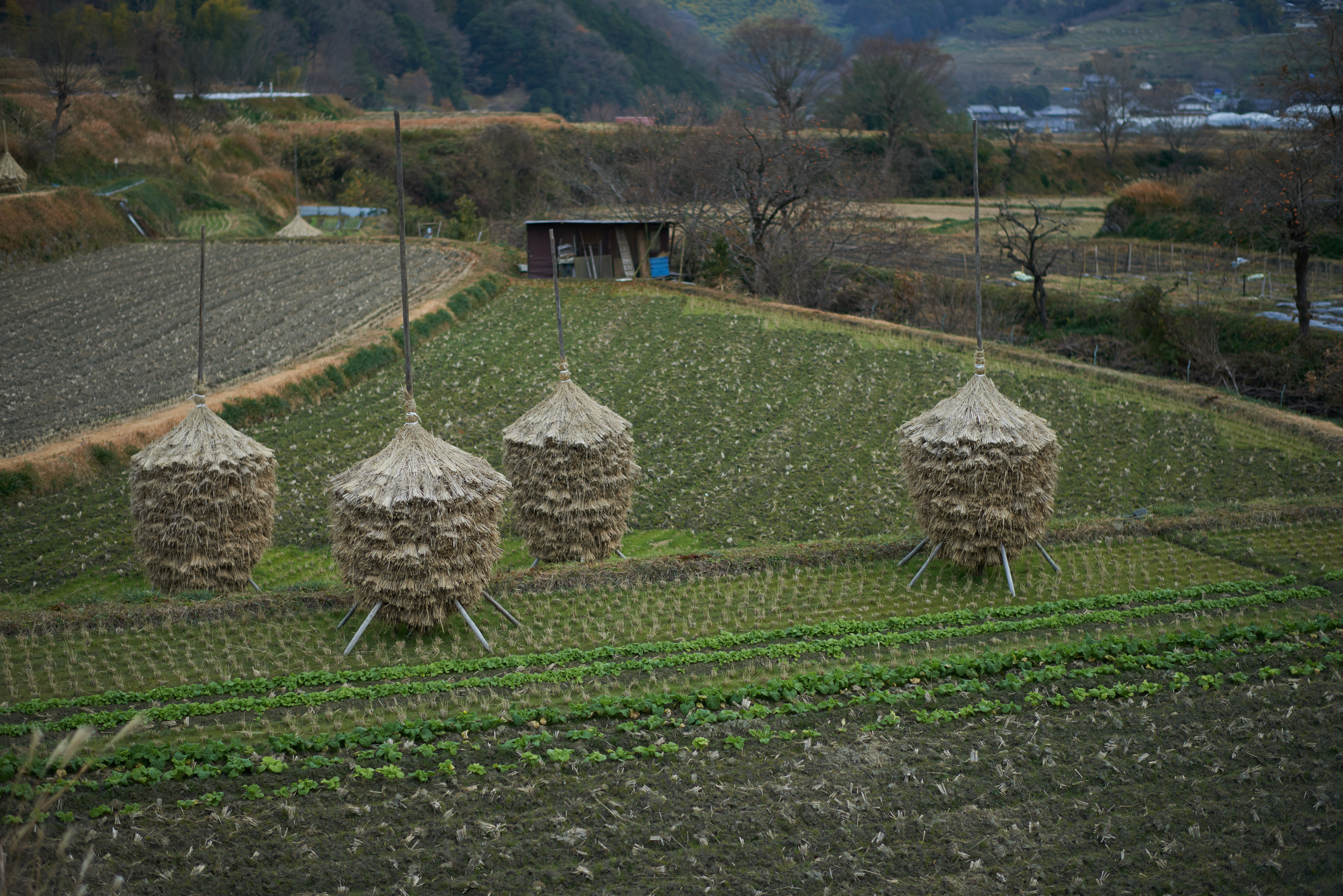 http://www.yaotomi.co.jp/blog/walk/%E6%98%8E%E6%97%A5%E9%A6%99%2820140104%29_DSC_6317Cap%28F1.8%2Ciso100%2CAF-S%2CNIKKOR58%2C1%2C4G%2CD800E%2CFULL%292014yaotomi.jpg