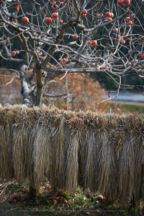 明日香(20140104)_DSC_6347Cap(F2,iso100,AF-S,NIKKOR58,1,4G,D800E)2014yaotomi.jpg