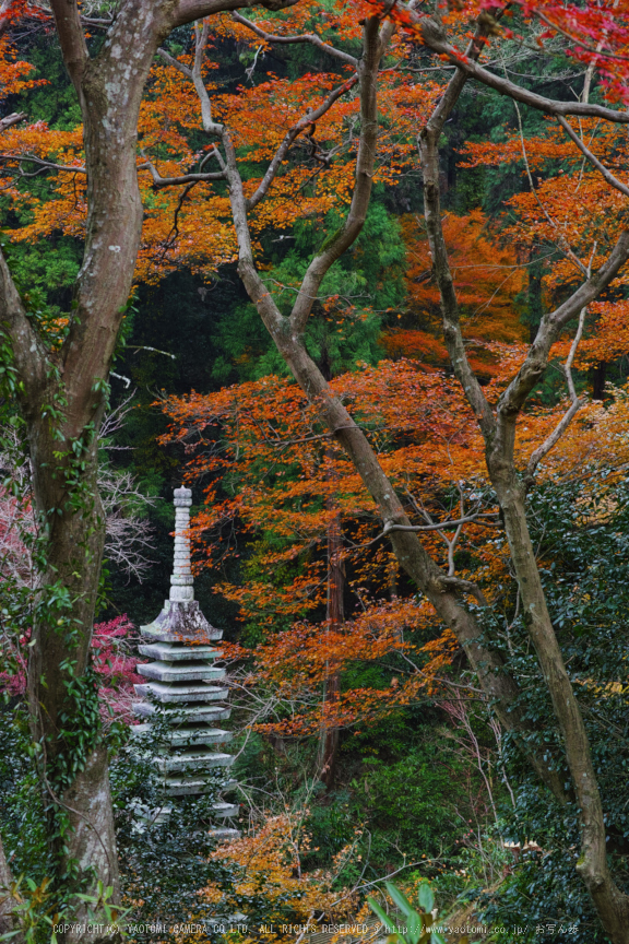 明日香,岡寺,紅葉(DP3Q1401,50 mm,F5.6,20151206yaotomi.jpg