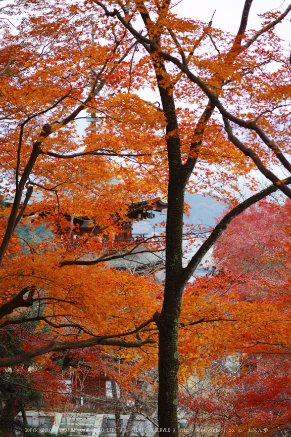 明日香,岡寺,紅葉(DP3Q1404b,50 mm,F3.5,20151206yaotomi.jpg