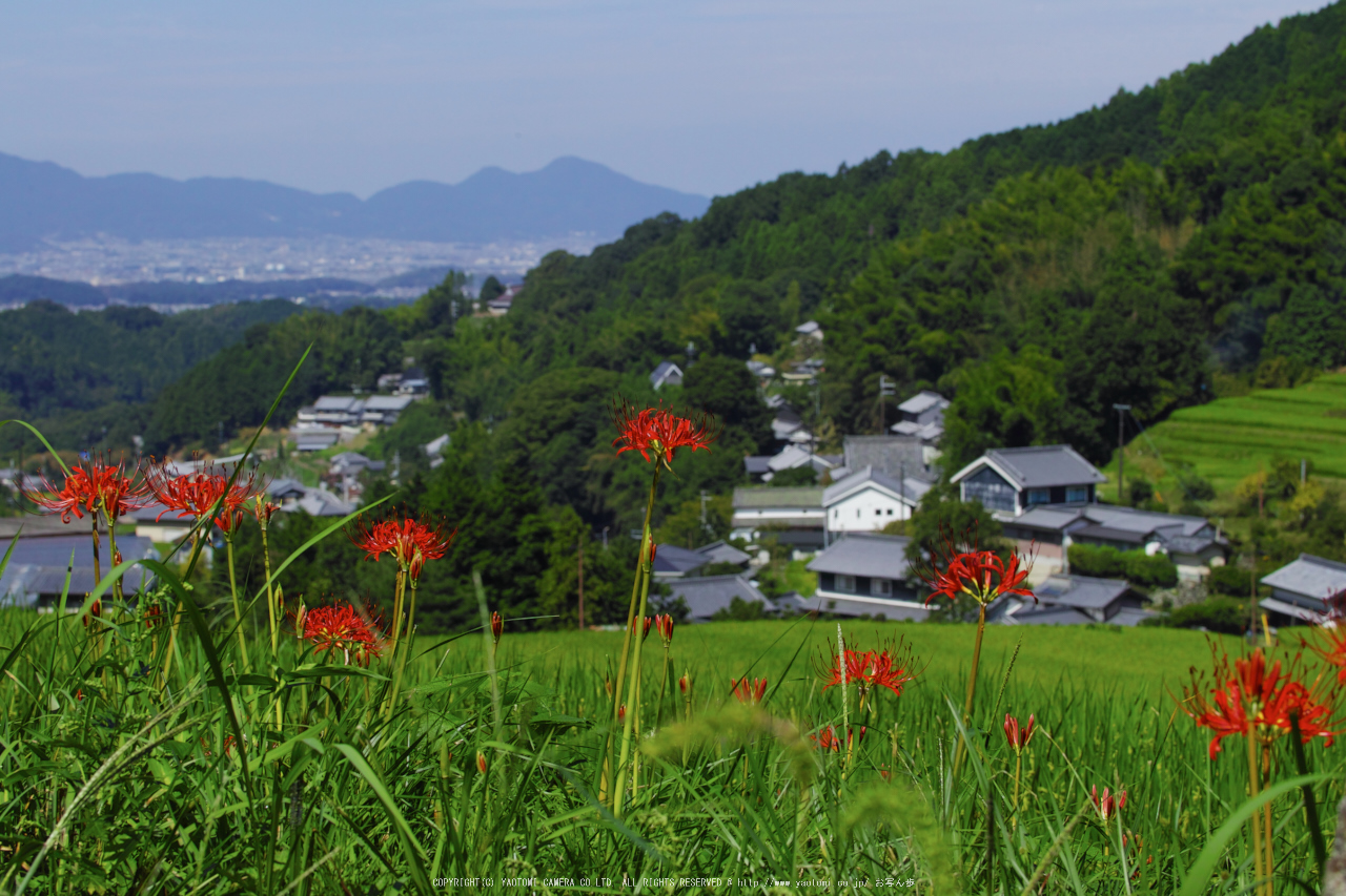 http://www.yaotomi.co.jp/blog/walk/%E6%98%8E%E6%97%A5%E9%A6%99%2C%E5%BD%BC%E5%B2%B8%E8%8A%B1%28SDQ_3105%2C50%20mm%2CF9%292016yaotomi.jpg