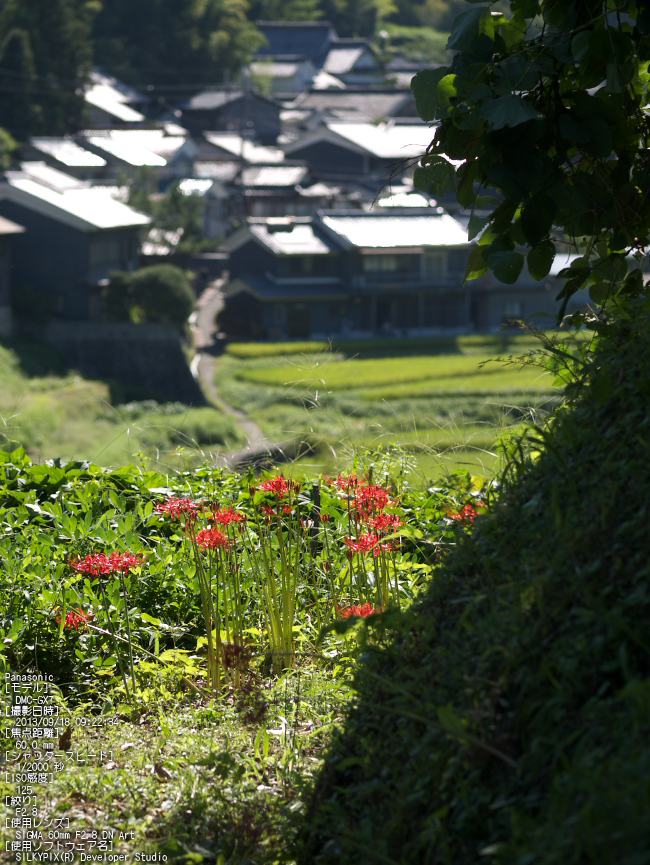 明日香,彼岸花_2013yaotomi_7.jpg